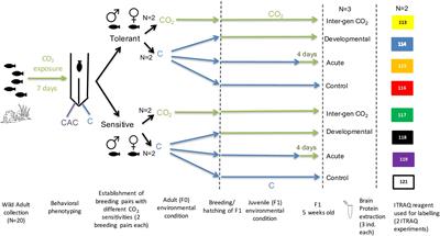 Proteomic Responses to Ocean Acidification in the Brain of Juvenile Coral Reef Fish